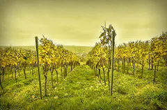 Mainfranken - Nordheim by markus spiske small business photo